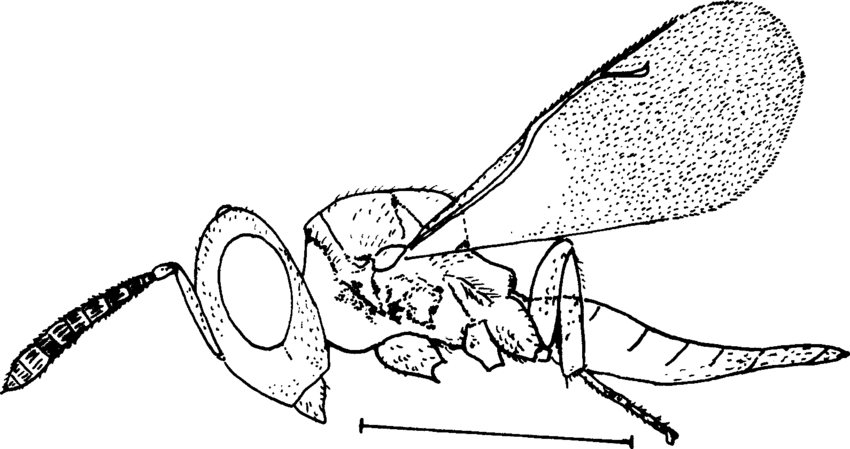 850x449 Homoporus Acuminatus Sp Nov