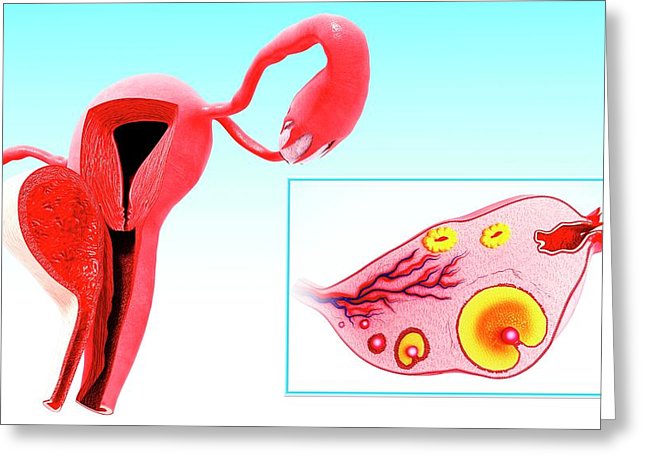 646x470 Female Reproductive System Photograph