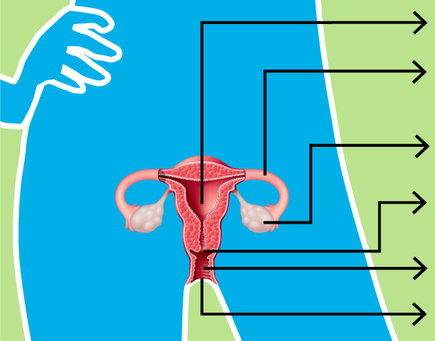 633x497 How The Female Reproductive System Works Girlshealth Gov
