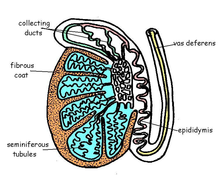 765x596 Male Reproductive System Diagram Labeled