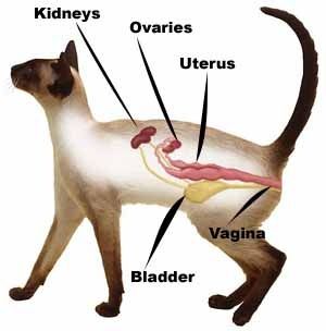 300x304 Female Cat Reproductive System Diagram