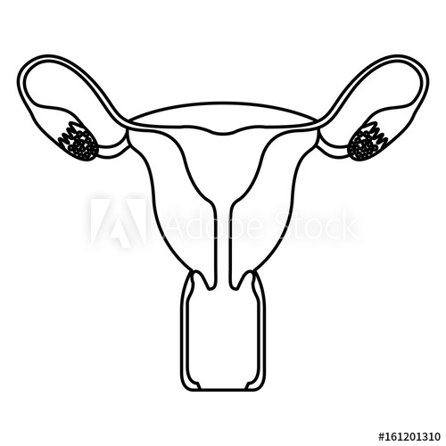 500x500 Sketch Silhouette Female Reproductive System Vector Illustration