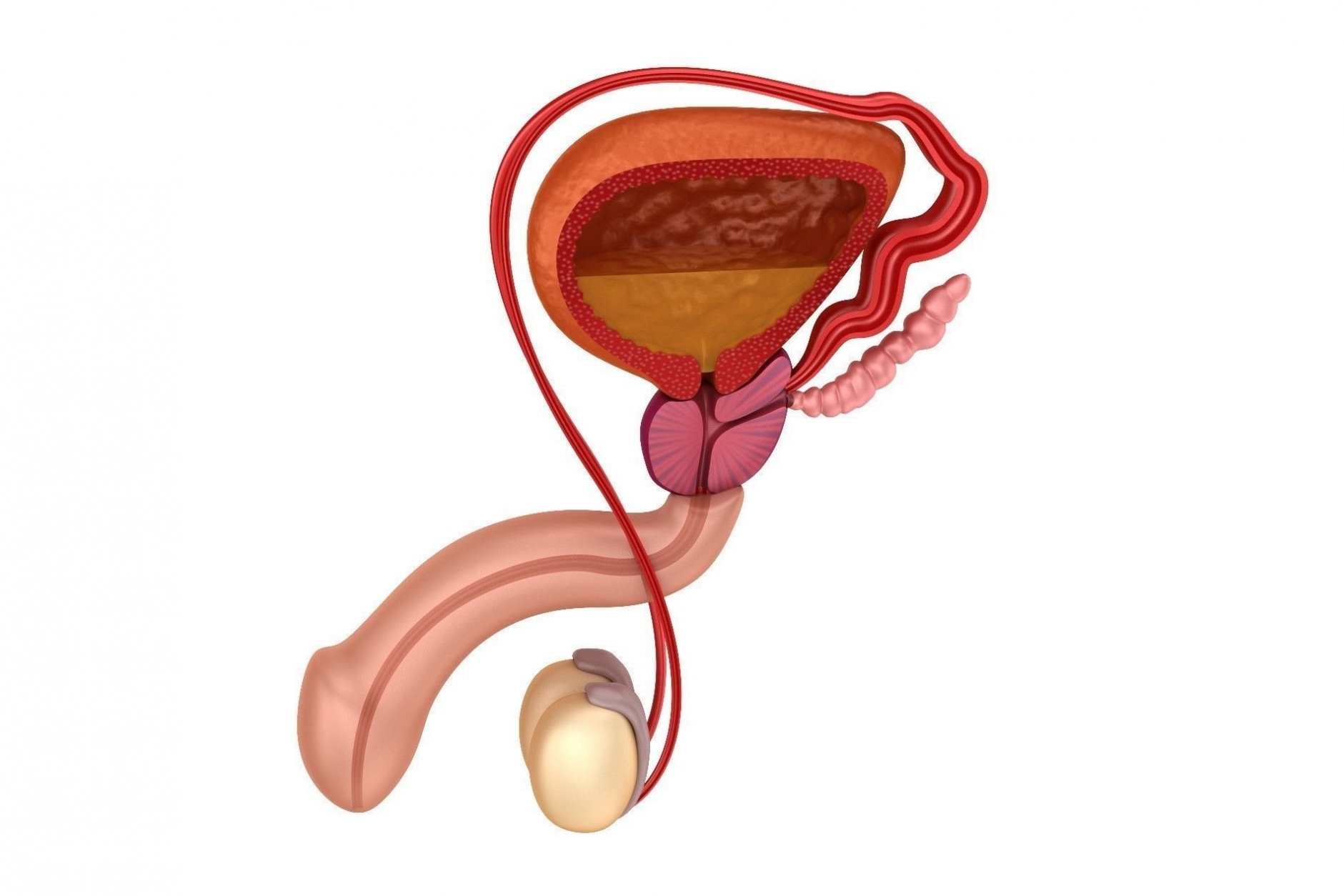 1881x1254 diagram of the female reproduction system air american samoa