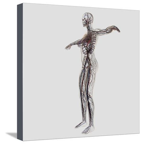 473x474 Medical Illustration Of Female Arteries, Veins And Lymphatic