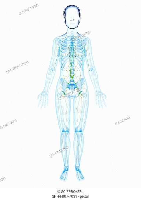 480x680 Female Anatomy, Stock Photo, Picture And Low Budget Royalty Free