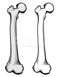 197x256 Image Result For Cartoon Femur The Human Body Cartoon, Human
