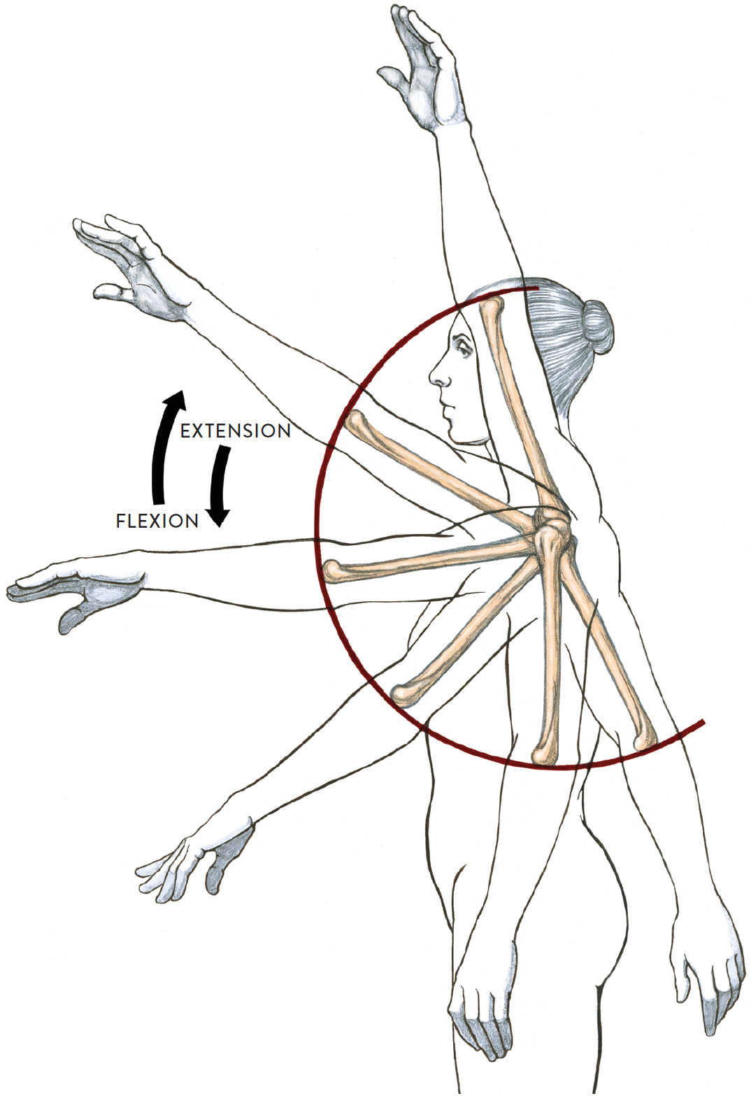 1074x1578 joints and joint movement