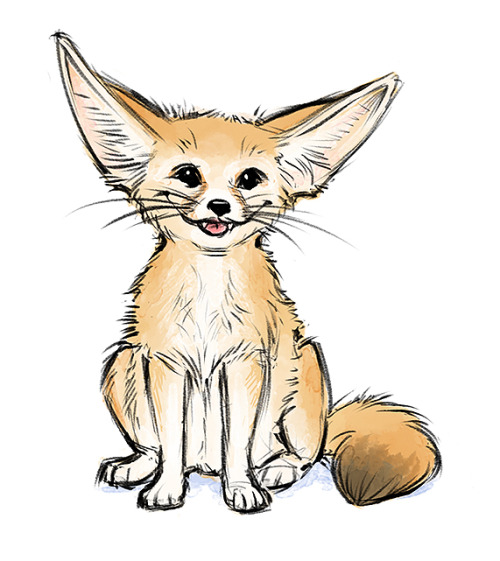500x561 Fennec Fox Drawing Beautiful Art Drawing Skill