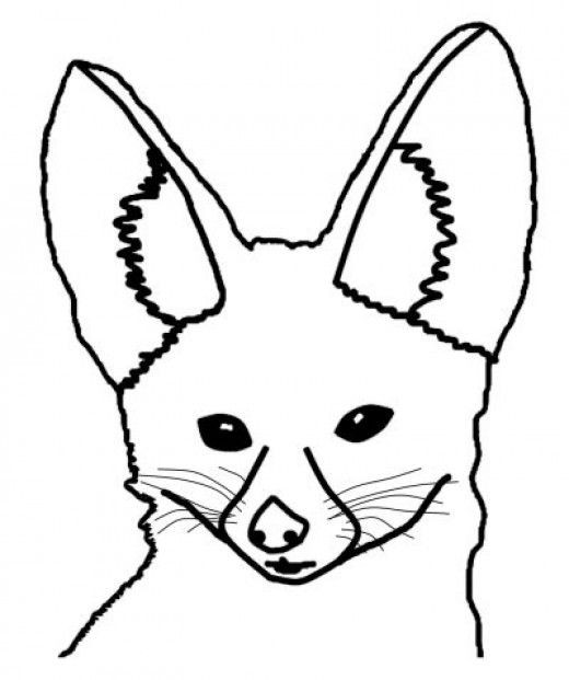 520x621 Unique Fennec Fox Coloring Sheet