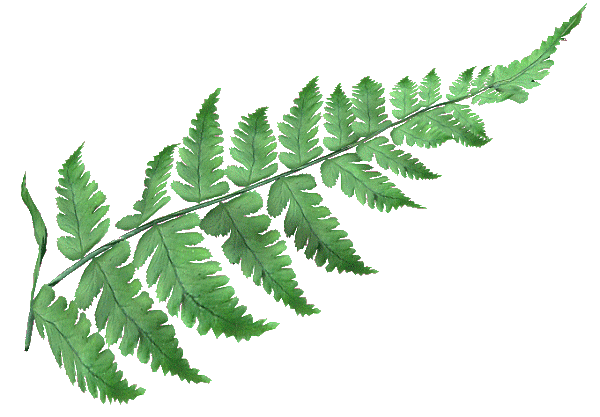 600x417 Collection Of Free Fern Drawing Plant Download On Ui Ex