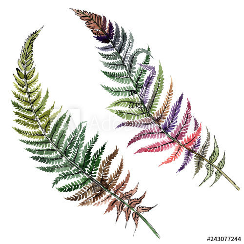 500x500 Fern Green Leaf Plant Botanical Foliage Watercolor Background