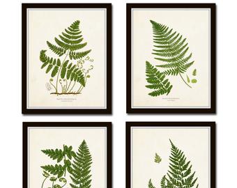 340x270 Fern Illustration Etsy