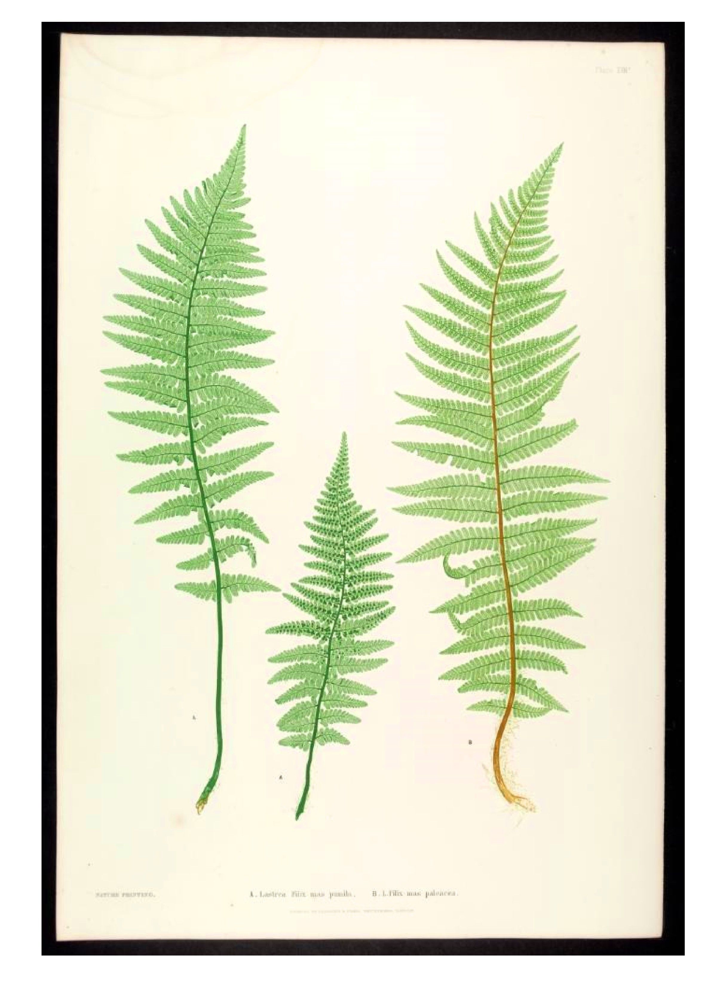 2400x3300 Floral Gardening Inspirations Botanical