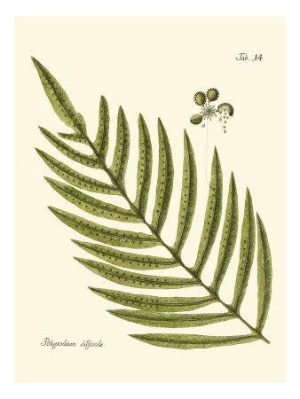 338x450 Small Antique Fern I Art Print