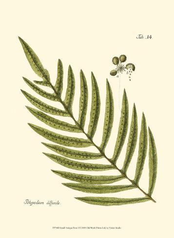 357x488 Small Antique Fern I Posters