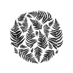 240x240 Vector Frame With Fern Leaves Botanical Illustration In Black