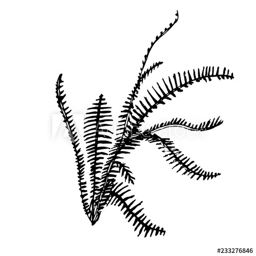 500x500 Vector Hand Drawn Botanical Fern Isolated On White Background