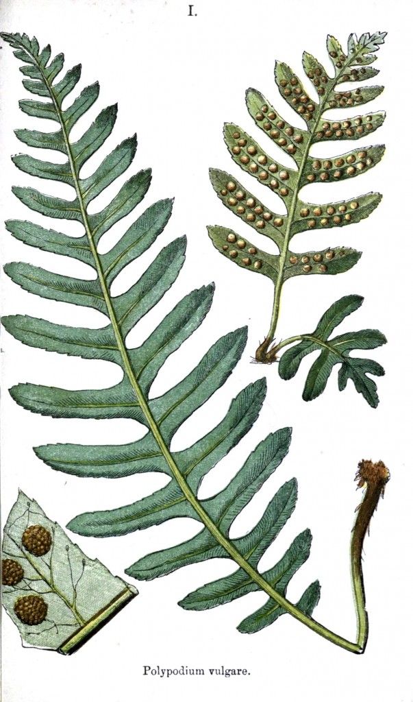 603x1024 Botanical Ferns Vintage Printable