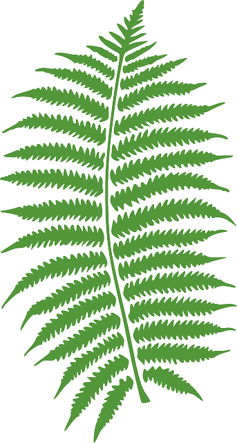 343x640 Collection Of Free Fern Drawing Jungle Download On Ui Ex
