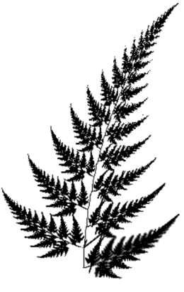 260x411 download fern plant white background clipart fern stock