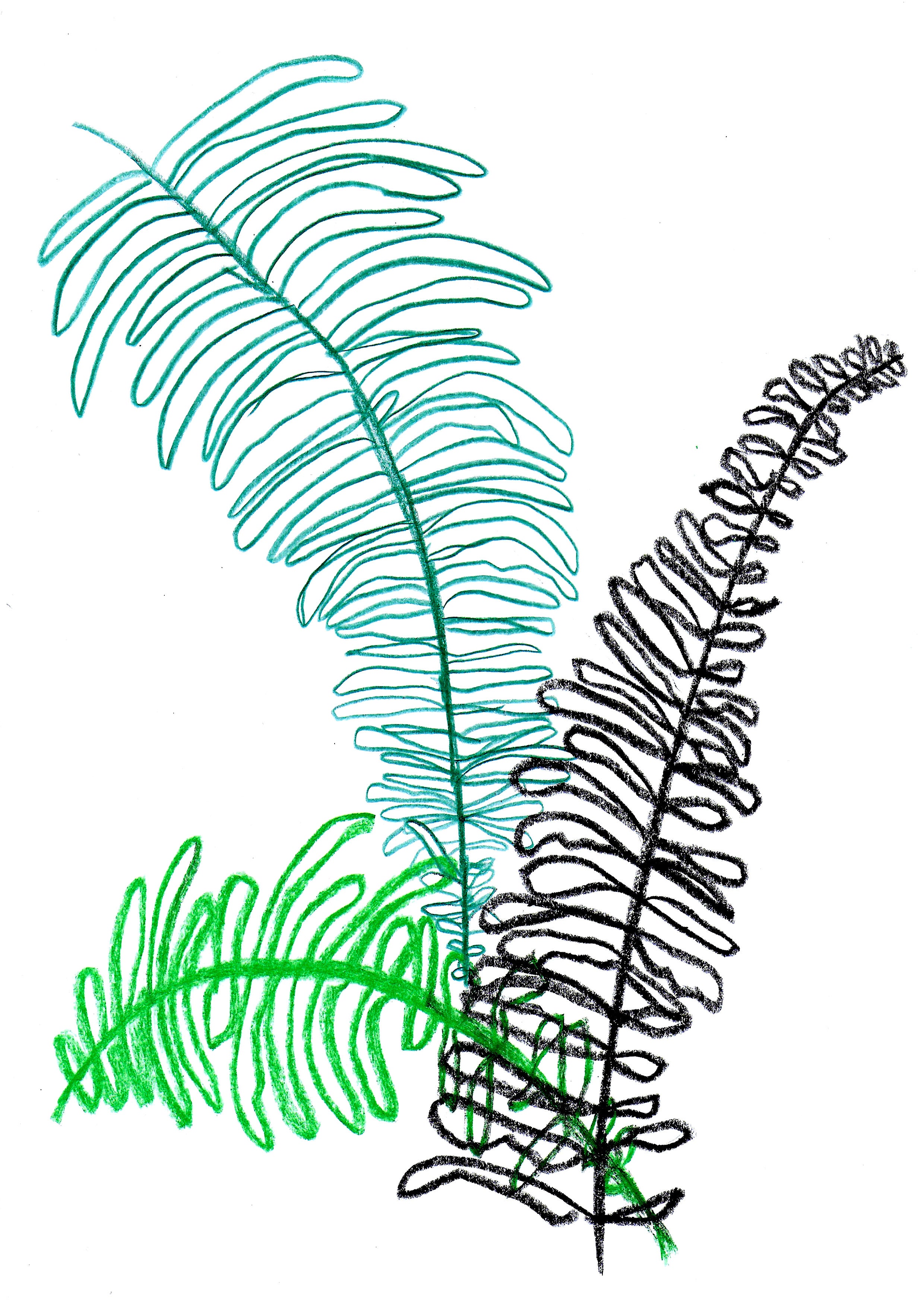 2480x3508 Fern Leaves Ren Yeats