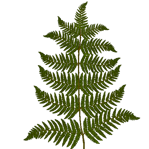 512x512 Ferns Transparent Png Images