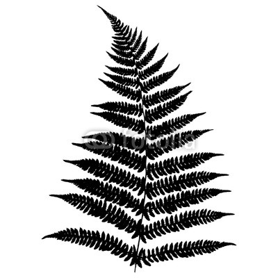 400x400 Silhouette Of A Forest Fern Detailed Ferns Drawing Vector