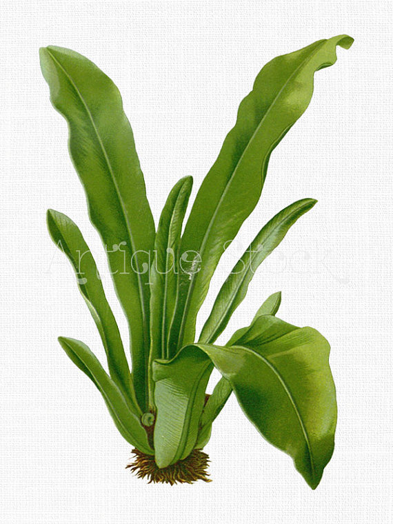 570x760 Tropical Plant Clip Art 'bird's Nest Fern' Digital Download