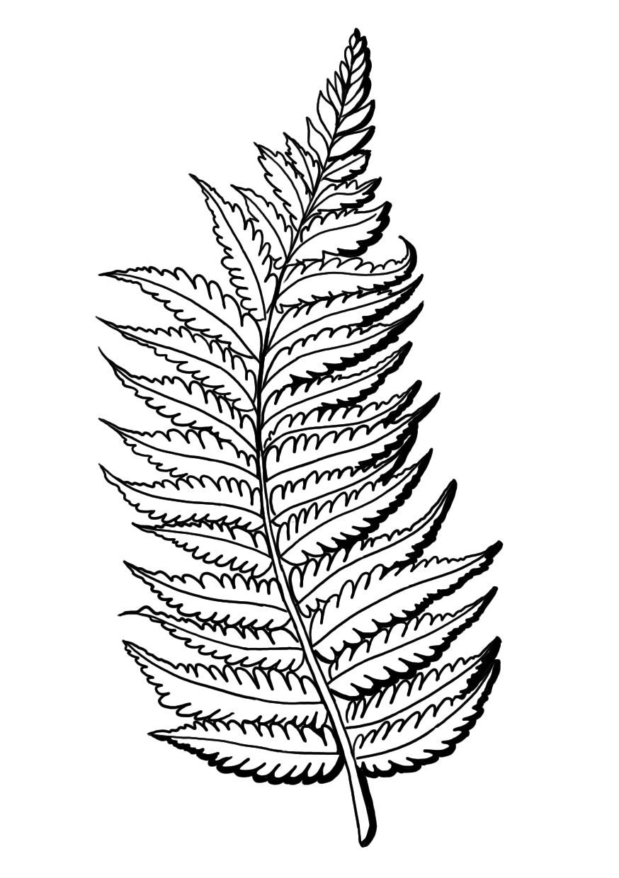 874x1240 Fern Drawing Curly For Free Download