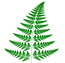 220x215 Barnsley Fern