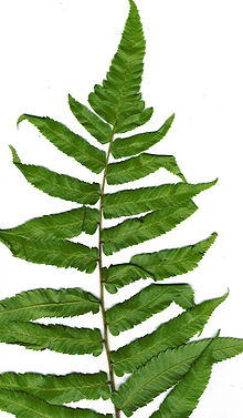 220x377 Diplazium Esculentum