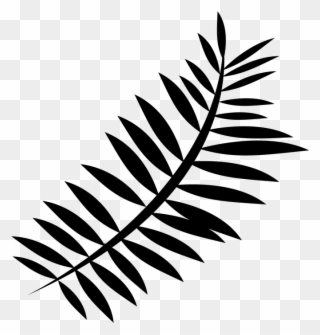 320x335 fern frond plants leaf vascular plant