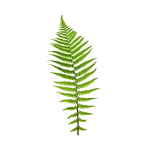 300x300 Fern Leaf Photograph