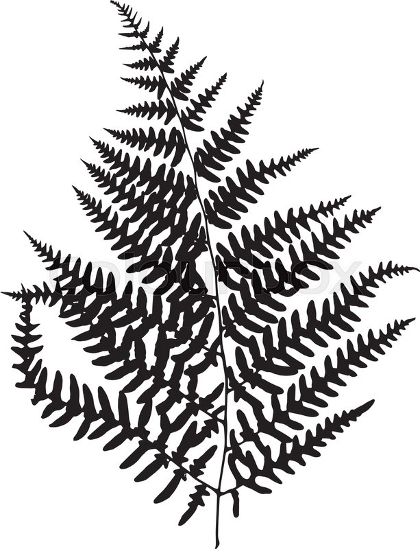 613x800 Fern Leaf Silhouette Vector Stock Vector Colourbox