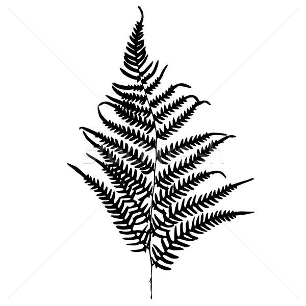 600x600 Fern Silhouette Isolated On White Background Vector Illustration