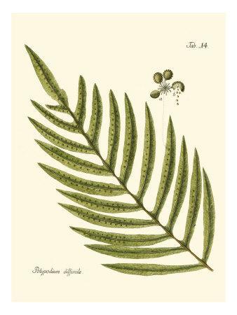 338x450 Small Antique Fern I Art Print
