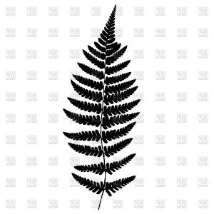300x300 Stock Vector Fern Frond Balck Silhouette Lazttweet