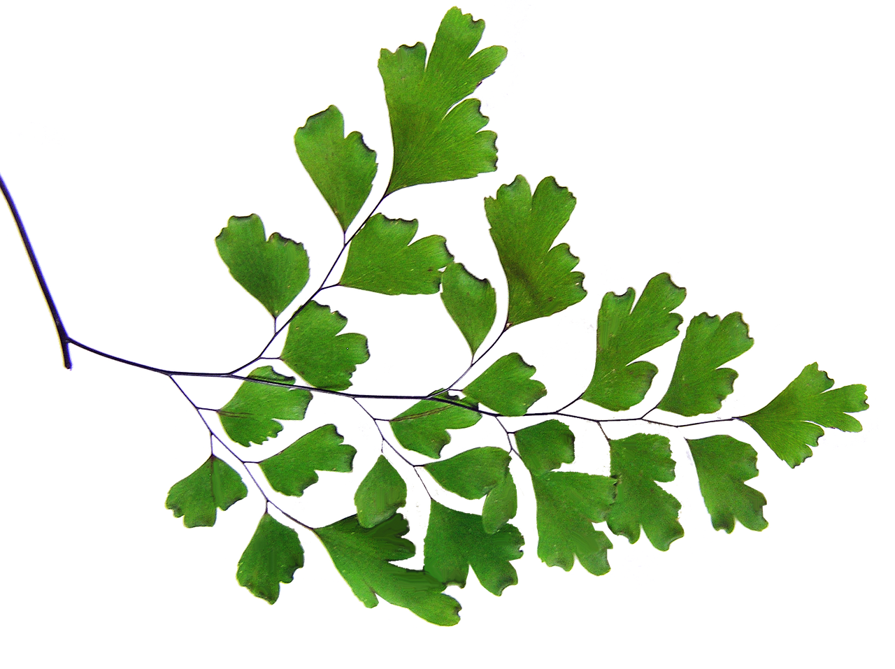 1280x957 terrarium drawing moss fern transparent png clipart free