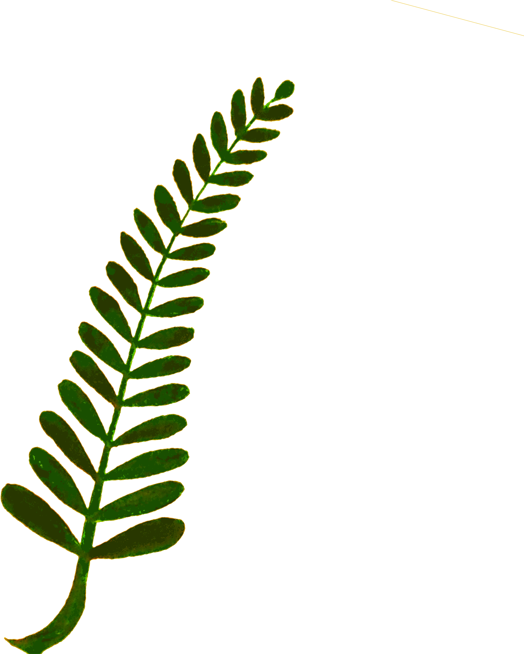 1738x2169 Transparent Fern Transparent Png Clipart Free Download