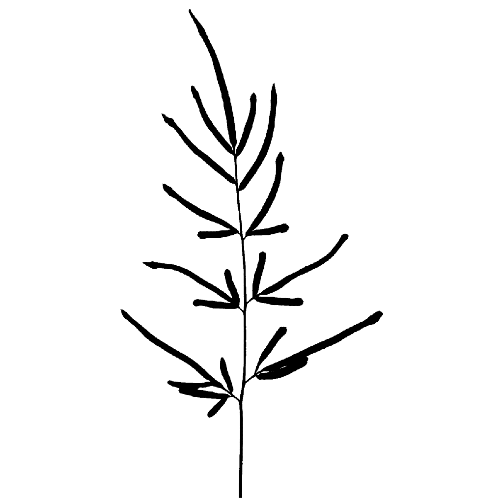 1024x1024 Bare Fern Leaf