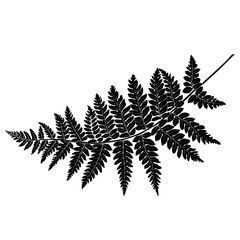 240x240 black and white hand drawn graphical fern leaves twig vector