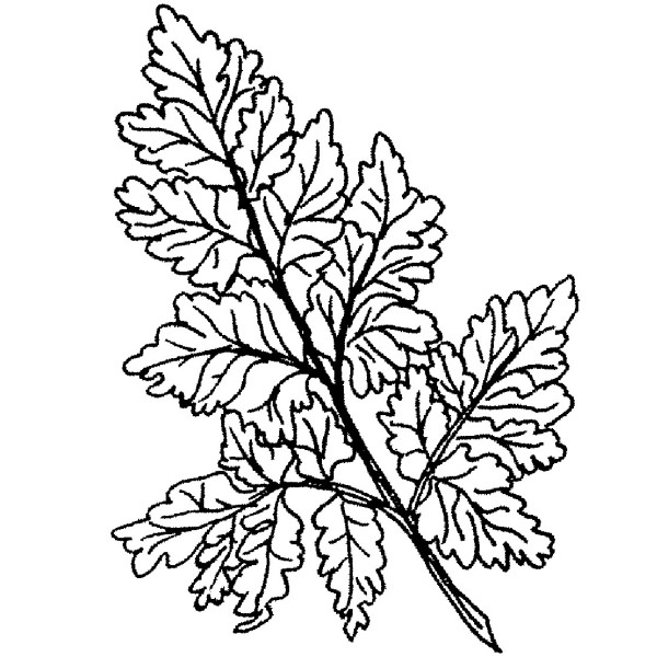 600x600 C Small Fancy Fern Purple Daisy Design