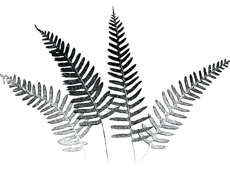 Collection of Fern clipart | Free download best Fern clipart on ...