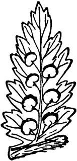 153x320 Fern Frond Clipart Etc