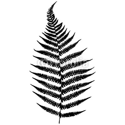 400x400 Forest Fern Black Isolated Silhouette On White Background Vector