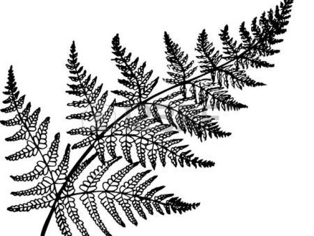 640x480 fractals clipart fern