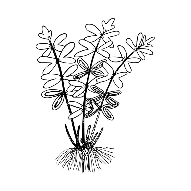 630x630 limited edition exclusive brewer's cliff brake fern