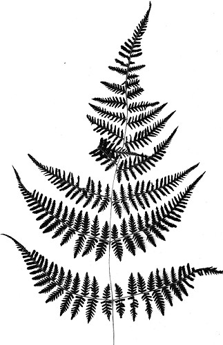 Fern Line Drawing | Free download on ClipArtMag