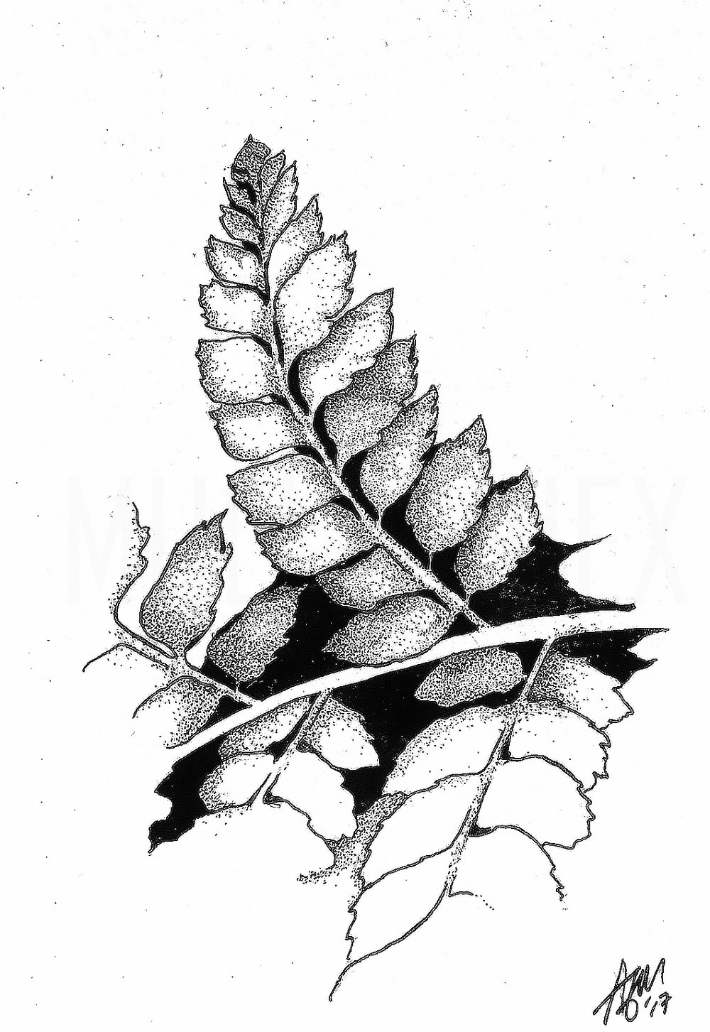 1000x1453 Shop Pen And Ink Products Anne Mullenniex Art