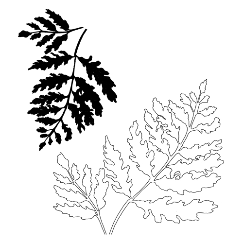 500x500 art gone wild catherine scanlon cling stamp fern pair cscs